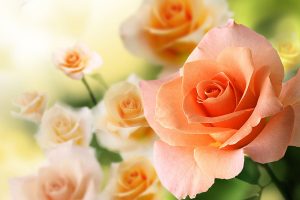 Pink and blue peach rose day whats app dp, facebook profile pic, wallpaper